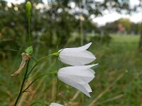 Campanula rotundifolia 40, Grasklokje, Saxifraga-Rutger Barendse