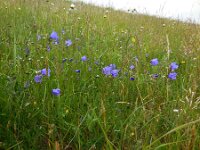 Campanula rotundifolia 44, Grasklokje, Saxifraga-Ed Stikvoort