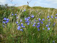 Campanula rotundifolia 45, Grasklokje, Saxifraga-Ed Stikvoort