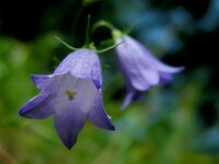 Campanula rotundifolia 46, Grasklokje, Saxifraga-Ed Stikvoort