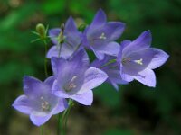 Campanula rotundifolia 47, Grasklokje, Saxifraga-Ed Stikvoort