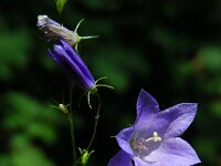 Campanula rotundifolia 48, Grasklokje, Saxifraga-Ed Stikvoort