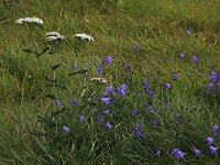 Campanula rotundifolia 50, Grasklokje, Saxifraga-Hans Boll