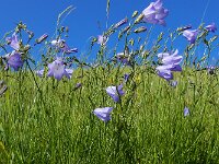 Campanula rotundifolia 53, Grasklokje, Saxifraga-Ed Stikvoort