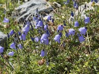 Campanula rotundifolia 58, Grasklokje, Saxifraga-Willem van Kruijsbergen