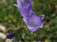 Campanula rotundifolia 6, Grasklokje, Saxifraga-Jan van der Straaten