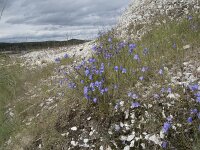 Campanula rotundifolia 61, Grasklokje, Saxifraga-Willem van Kruijsbergen