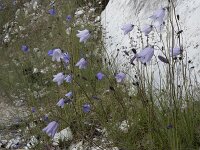 Campanula rotundifolia 63, Grasklokje, Saxifraga-Willem van Kruijsbergen