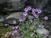 Campanula rupicola