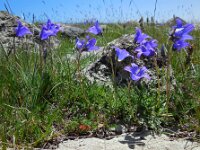 Campanula saxifraga ssp aucheri 3, Saxifraga-Ed Stikvoort