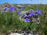 Campanula saxifraga ssp aucheri 5, Saxifraga-Ed Stikvoort