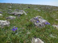 Campanula saxifraga ssp aucheri 7, Saxifraga-Ed Stikvoort