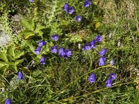 Campanula scheuchzeri
