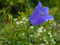 Campanula scheuchzeri 10, Saxifraga-Ed Stikvoort