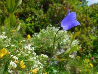 Campanula scheuchzeri 11, Saxifraga-Ed Stikvoort