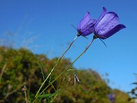 Campanula scheuchzeri 12, Saxifraga-Ed Stikvoort