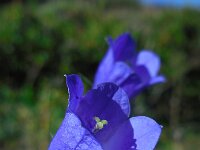 Campanula scheuchzeri 13, Saxifraga-Ed Stikvoort