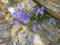 Campanula scheuchzeri 14, Saxifraga-Harry Jans