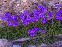 Campanula scheuchzeri 15, Saxifraga-Harry Jans