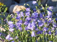 Campanula scheuchzeri 2, Saxifraga-Jasenka Topic