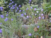Campanula scheuchzeri 3, Saxifraga-Jasenka Topic