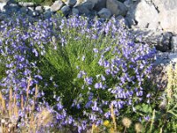 Campanula scheuchzeri 4, Saxifraga-Jasenka Topic