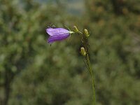 Campanula scheuchzeri 5, Saxifraga-Marijke Verhagen