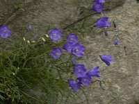Campanula scheuchzeri 6, Saxifraga-Willem van Kruijsbergen