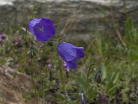 Campanula scheuchzeri 7, Saxifraga-Willem van Kruijsbergen