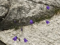 Campanula scheuchzeri 8, Saxifraga-Willem van Kruijsbergen