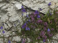 Campanula scheuchzeri 9, Saxifraga-Willem van Kruijsbergen
