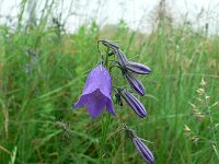 Campanula serrata