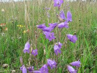 Campanula sibirica