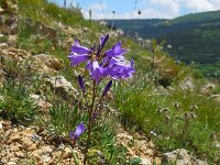 Campanula sibirica 10, Saxifraga-Ed Stikvoort