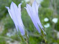 Campanula sibirica 2, Saxifraga-Jasenka Topic