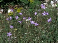 Campanula sparsa