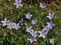Campanula spatulata