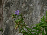 Campanula speciosa