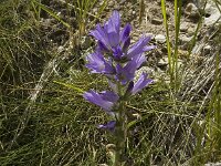 Campanula spicata