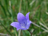 Campanula stevenii