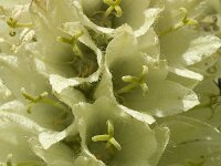 Campanula thyrsoides 11, Saxifraga-Marijke Verhagen