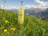 Campanula thyrsoides 15, Foto Fitis-Sytske Dijksen