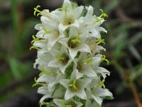 Campanula thyrsoides 26, Saxifraga-Harry Jans