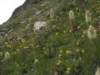Campanula thyrsoides ssp thyrsoides 6, Saxifraga-Willem van Kruijsbergen