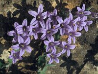 Campanula topaliana