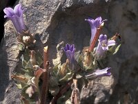 Campanula topaliana 3, Saxifraga-Jan van der Straaten