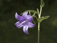 Campanula trachelium, Nettle-leaved Bellflower