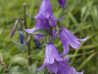 Campanula trachelium 13, Ruig klokje, Saxifraga-Jan van der Straaten