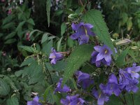 Campanula trachelium 14, Ruig klokje, Saxifraga-Rutger Barendse