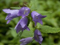 Campanula trachelium 15, Ruig klokje, Saxifraga-Willem van Kruijsbergen